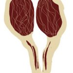 Fat Does Not Make Us Fat